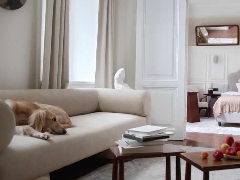 Pas leži na ugaonoj u dnevnom boravku