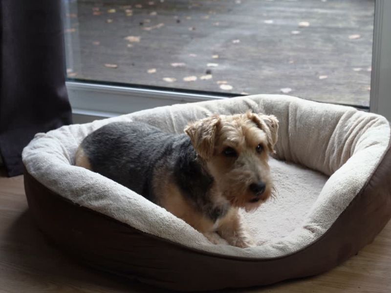 Pas leži u svom krevetu