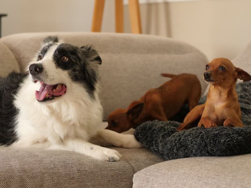 Tri psa srednje veličine sede na ugaonoj u dnevnom boravku i veselo se smeše, jedan od njih leži an svom krevetu za pse