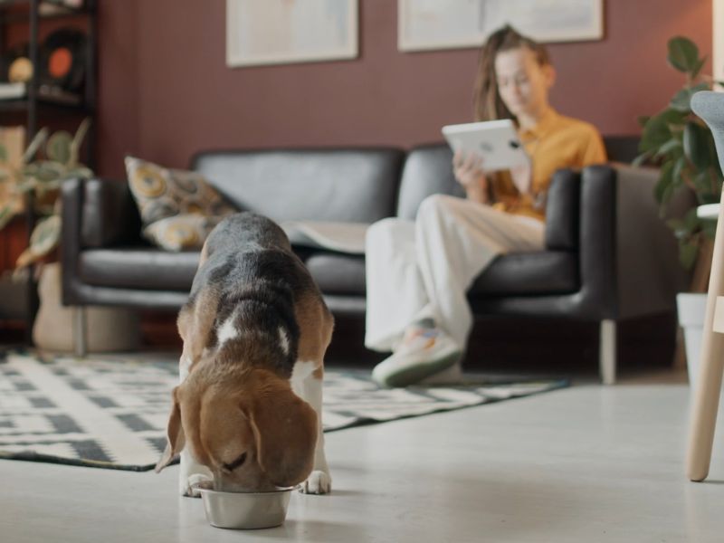Pas ruča na sred dnevnog boravka, u pozadini vlasnica koja sedi na kožnoj ugaonoj i koristi laptop