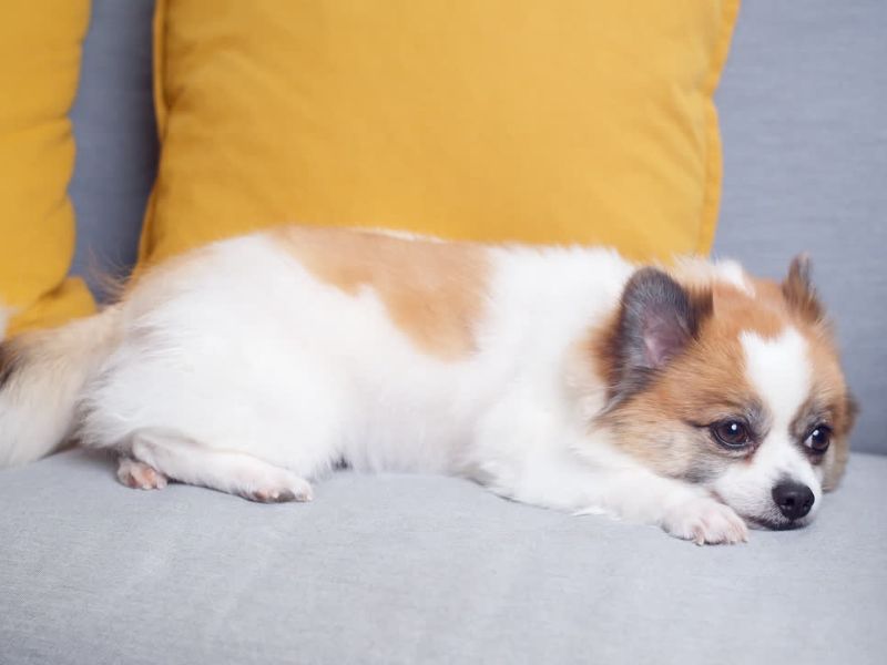 Pas leži na udobnoj ugaoni i dnevnom boravku,, iza njega su žuti jastuci